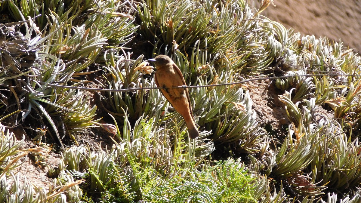 Cliff Flycatcher - ML517974741