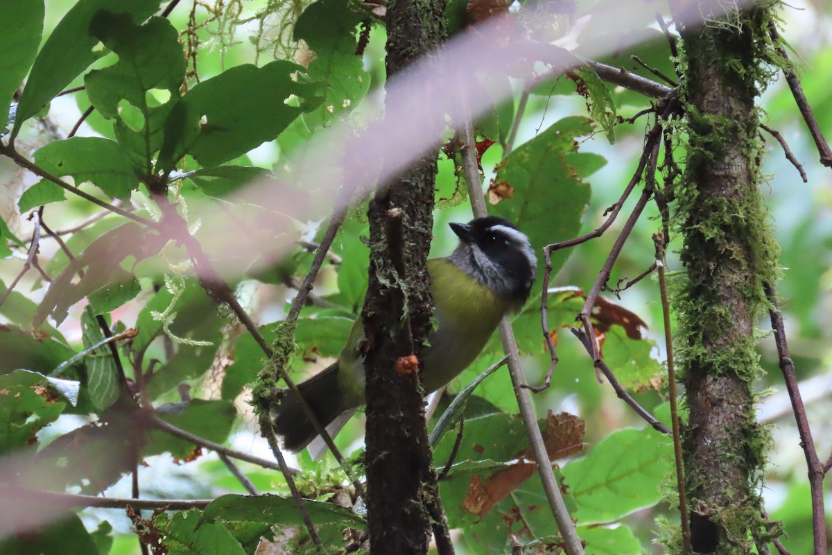 Sooty-capped Chlorospingus - ML517974821