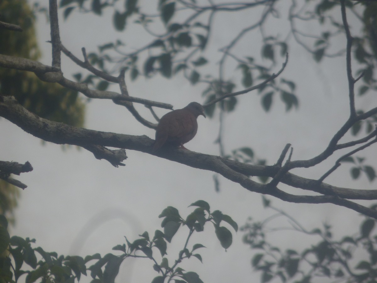 Ruddy Ground Dove - ML517974921