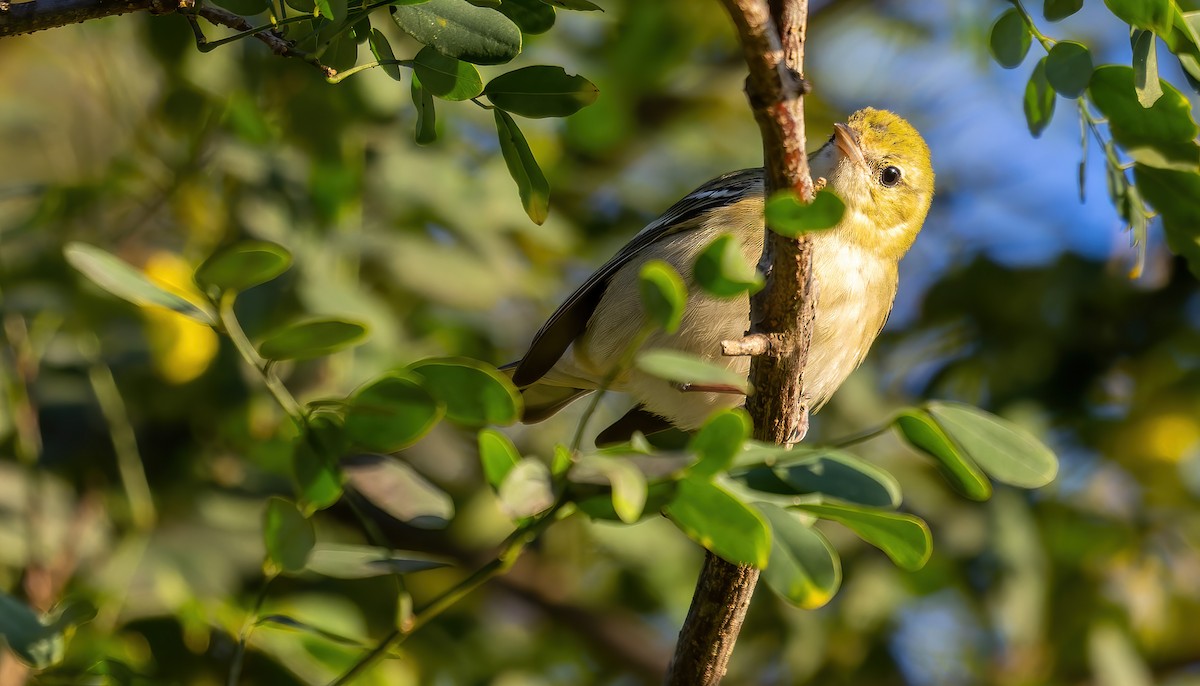 Bay-breasted Warbler - Connor Cochrane