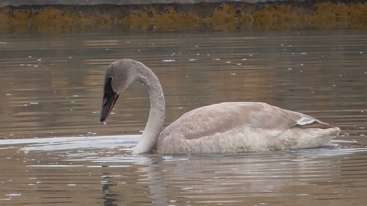 Cygne trompette - ML517976611