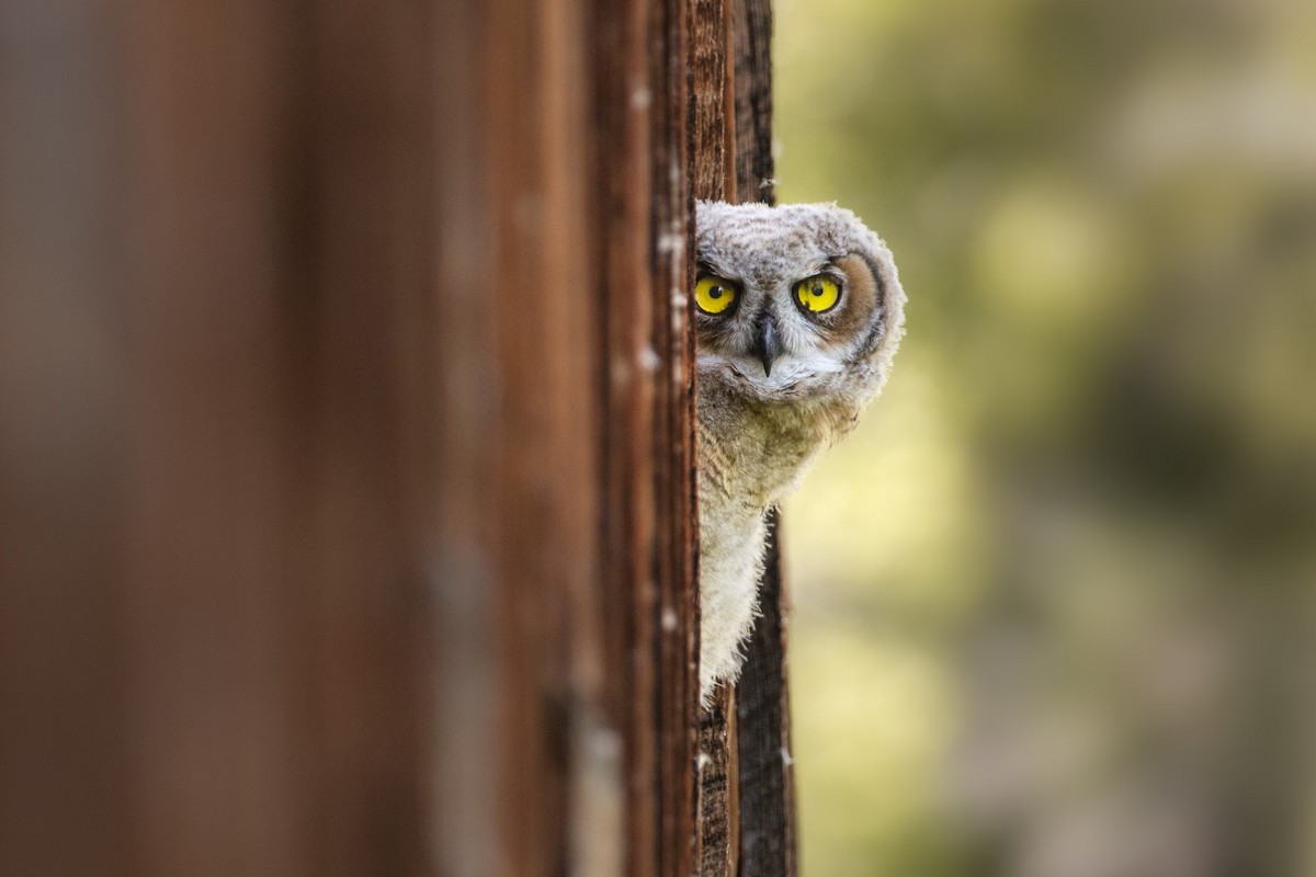 Great Horned Owl - ML517977841