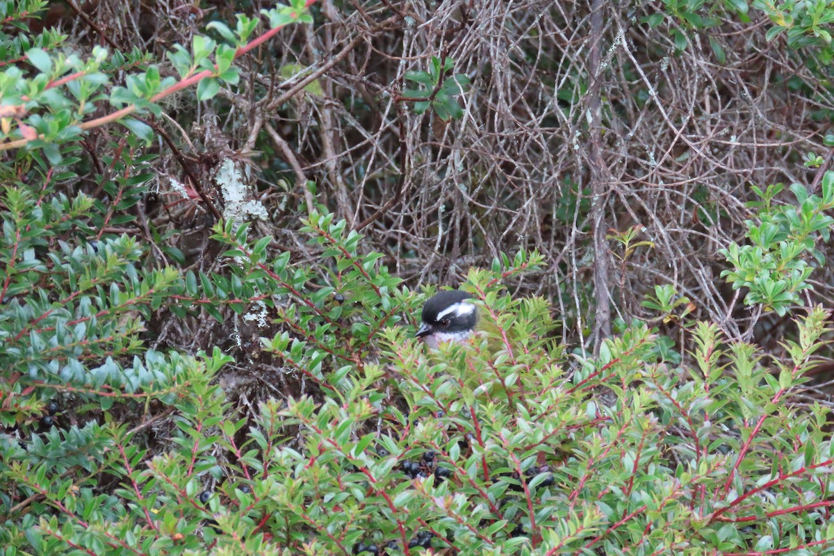 Sooty-capped Chlorospingus - ML517977961