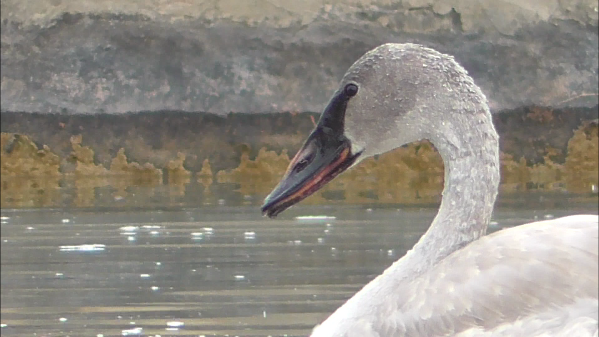 Cygne trompette - ML517978191