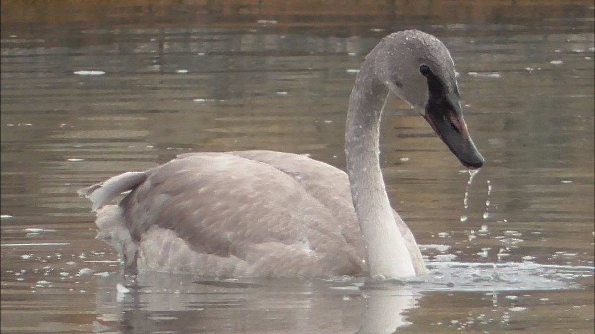 Trumpeter Swan - ML517979141