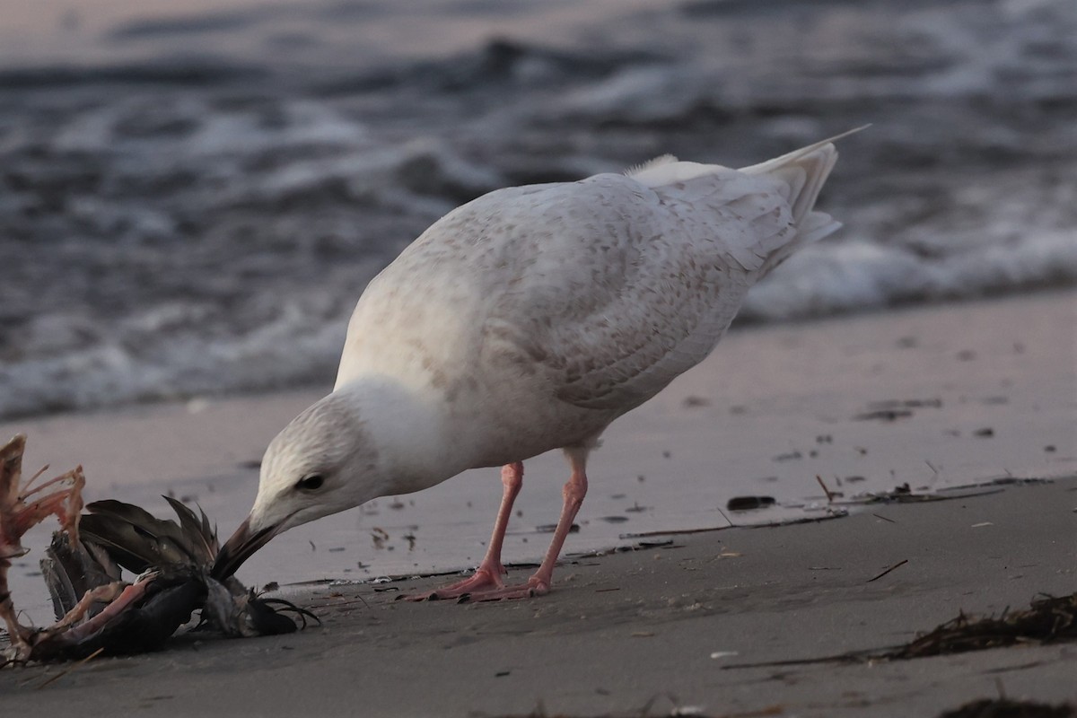 Iceland Gull - ML517979331