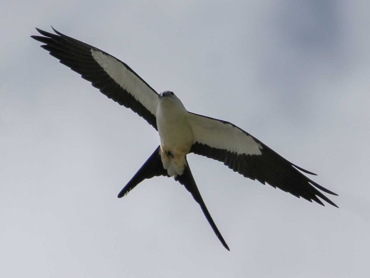Swallow-tailed Kite - ML517980191