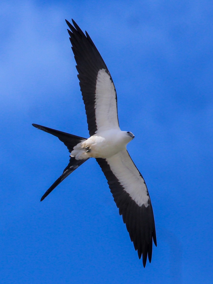 Swallow-tailed Kite - ML517980211