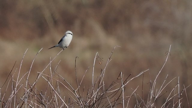 Northern Shrike - ML517980231