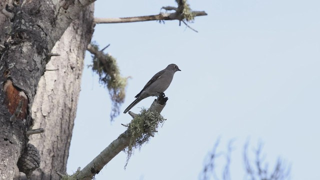 Townsend's Solitaire - ML517985361