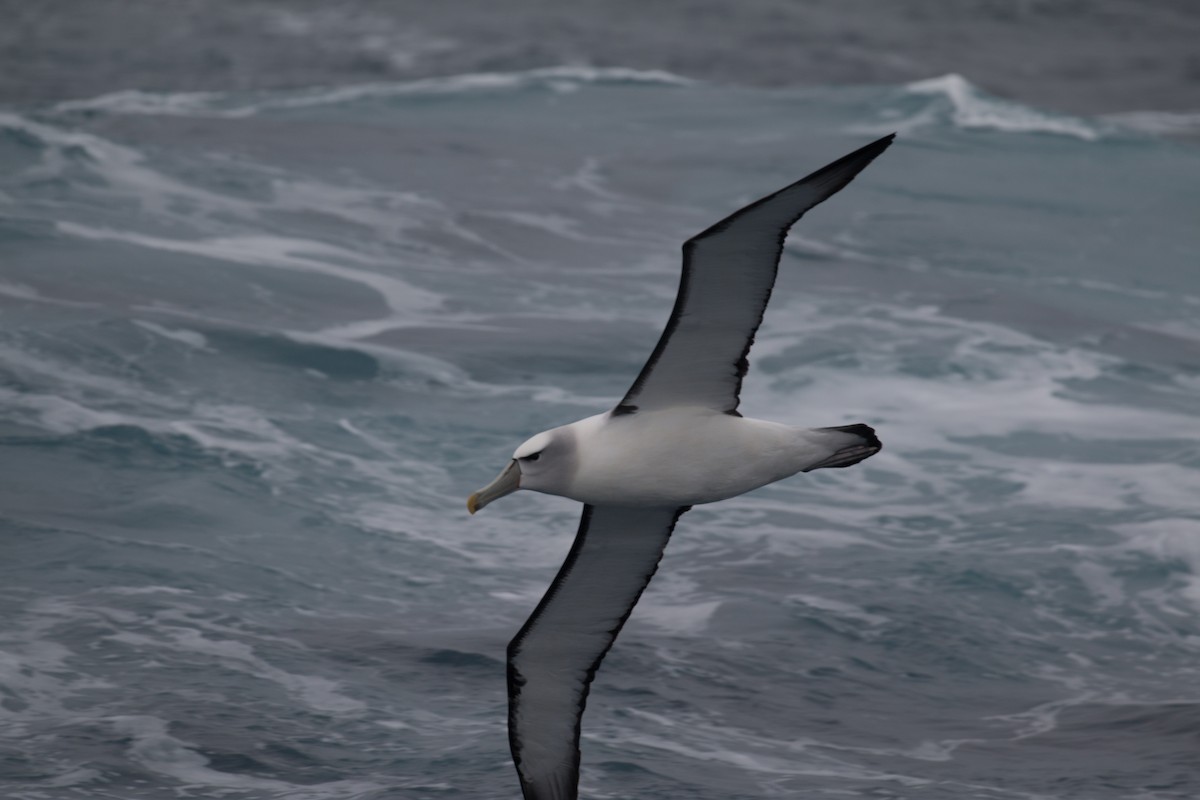 Albatros à cape blanche - ML517985801