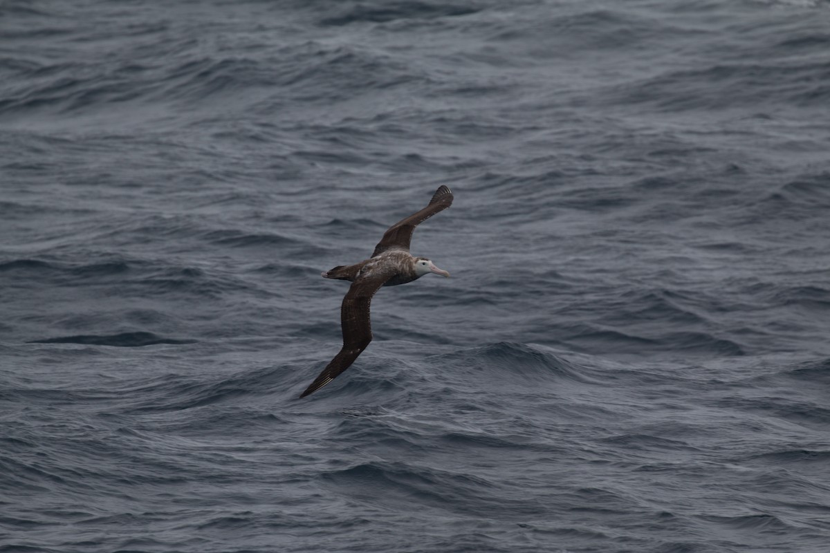 Albatros des Antipodes (antipodensis) - ML517985931