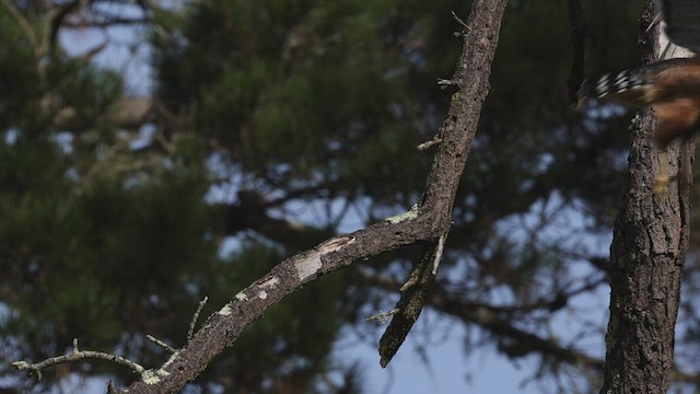 Red-shouldered Hawk (elegans) - ML517986891