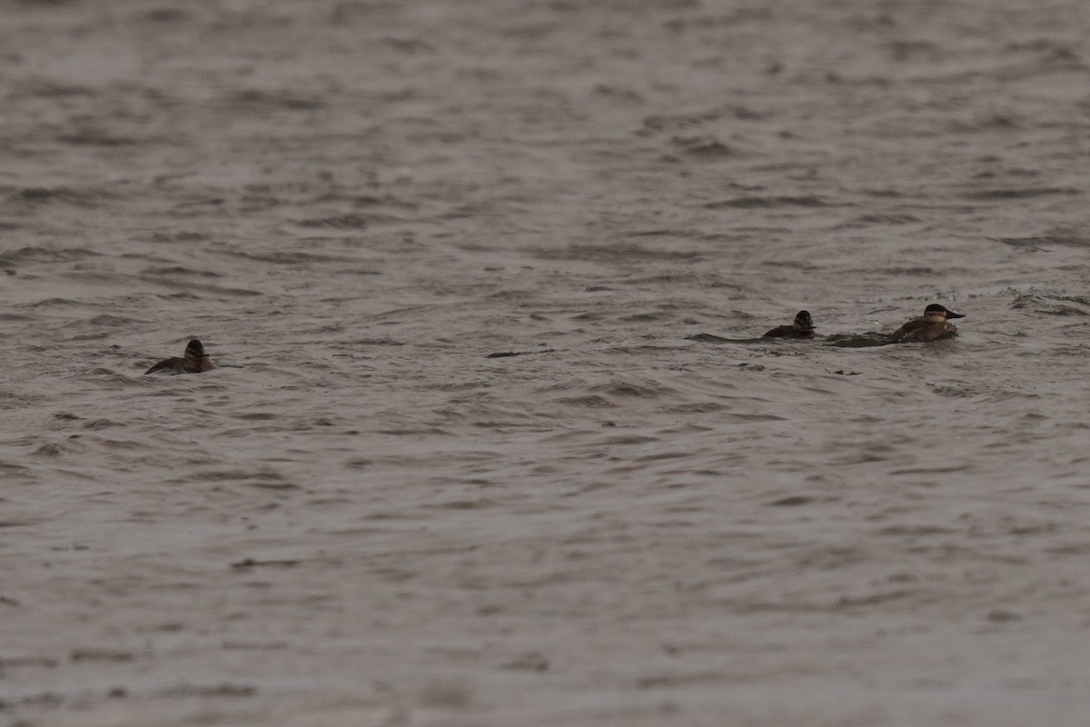 Ruddy Duck - ML517987041