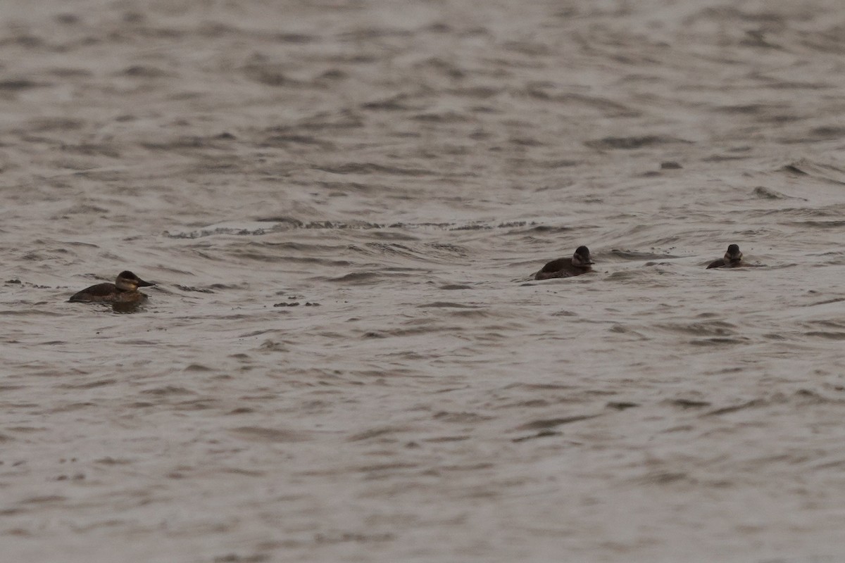 Ruddy Duck - Réal Boulet 🦆