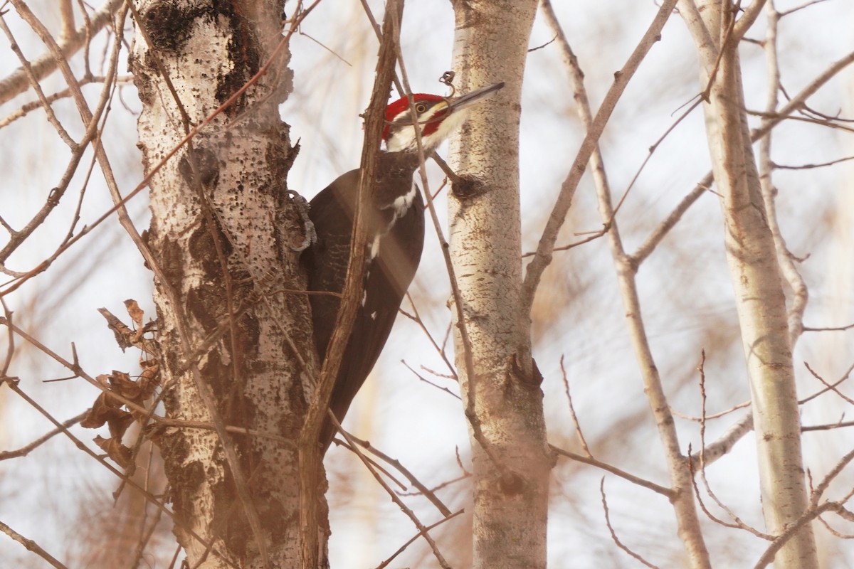 Pileated Woodpecker - ML517987201