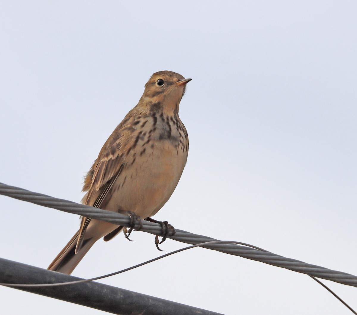 American Pipit - ML517988411