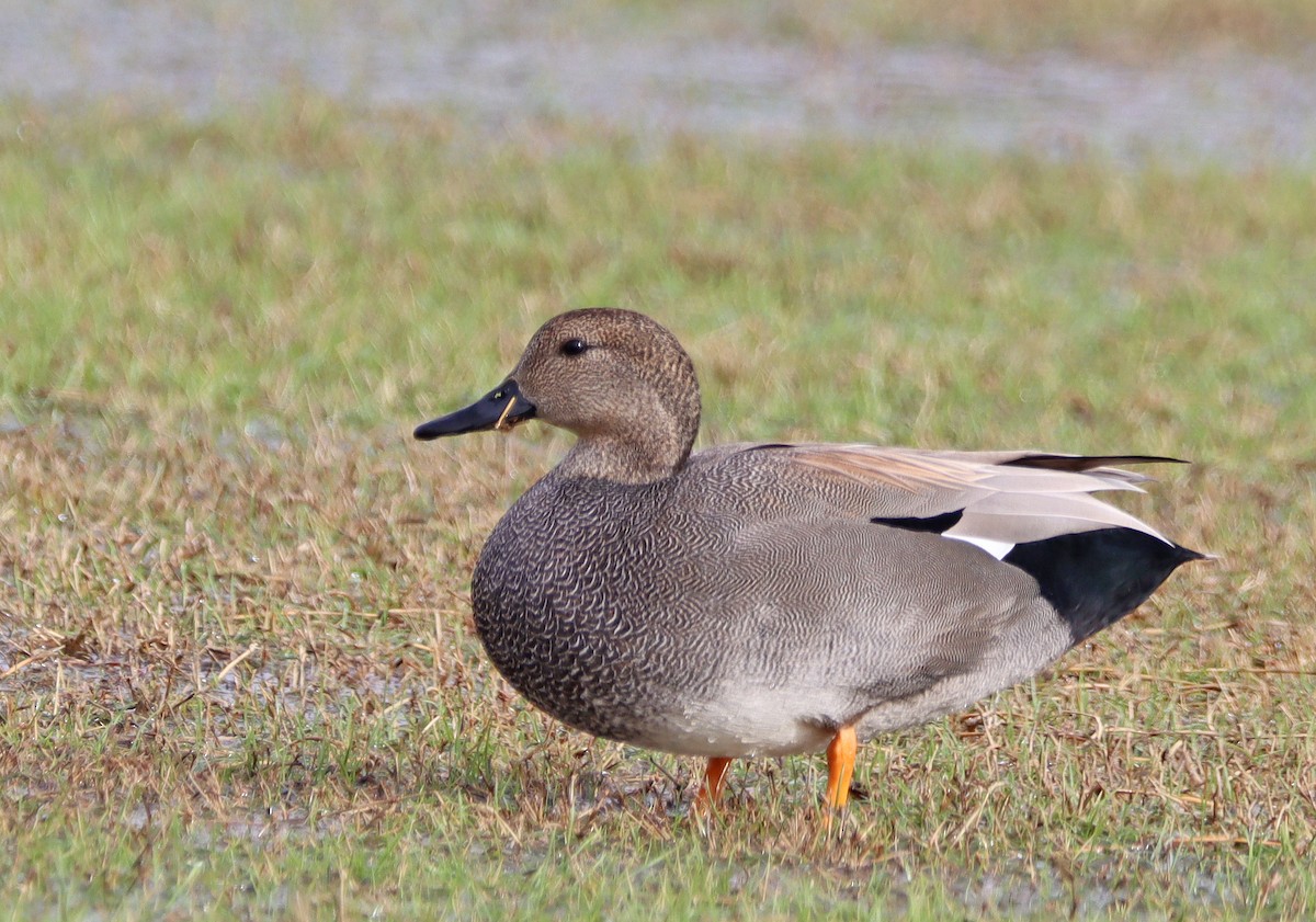 Gadwall - ML517988631