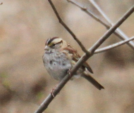 White-throated Sparrow - ML51799171