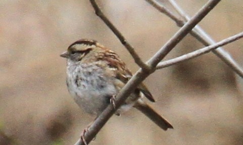 White-throated Sparrow - ML51799181