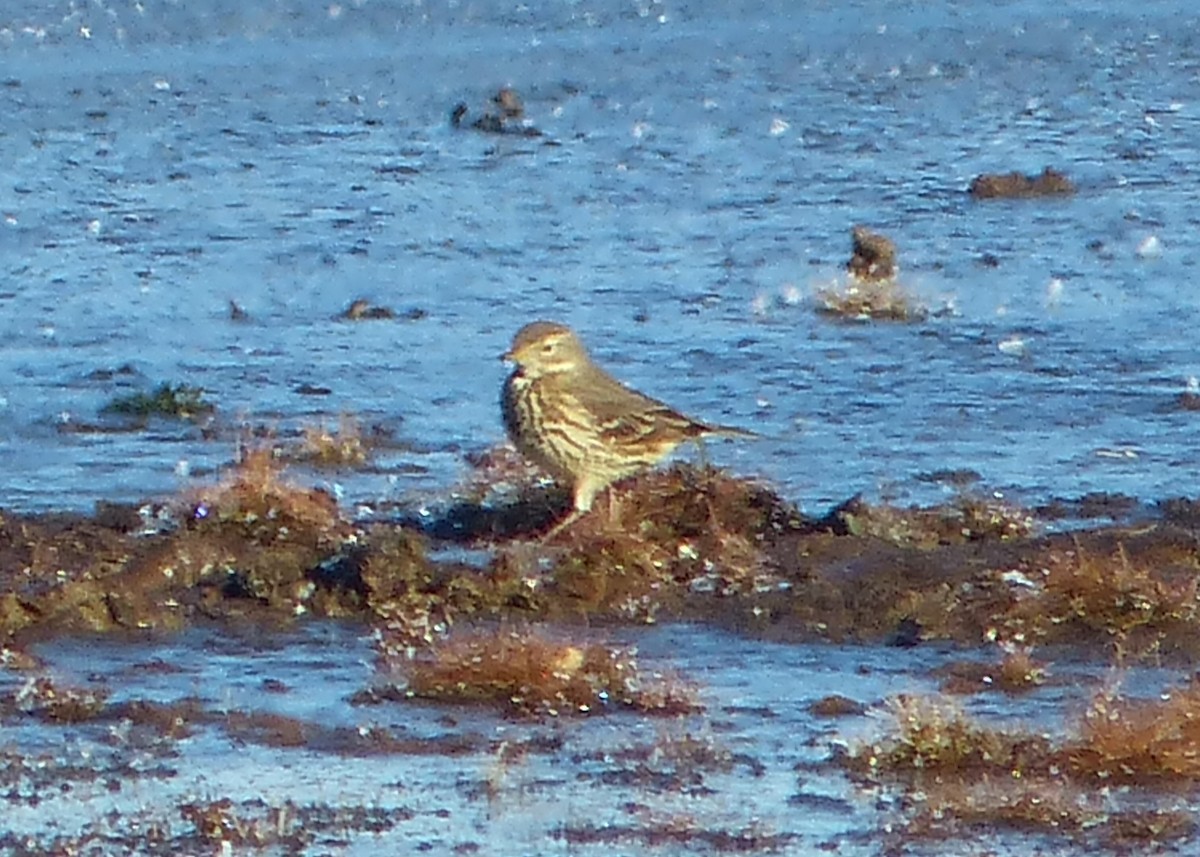 American Pipit - ML517992561
