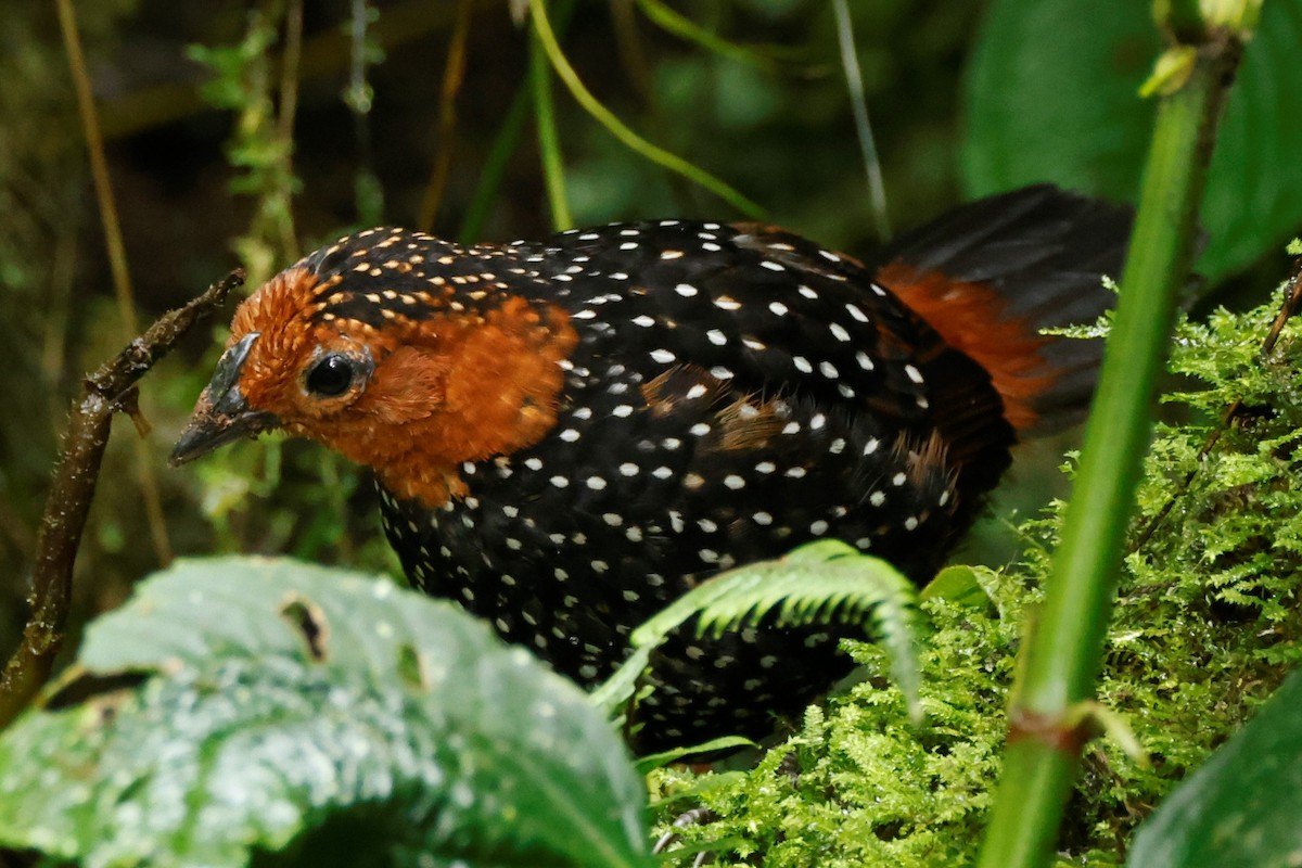 Ocellated Tapaculo - ML517992671