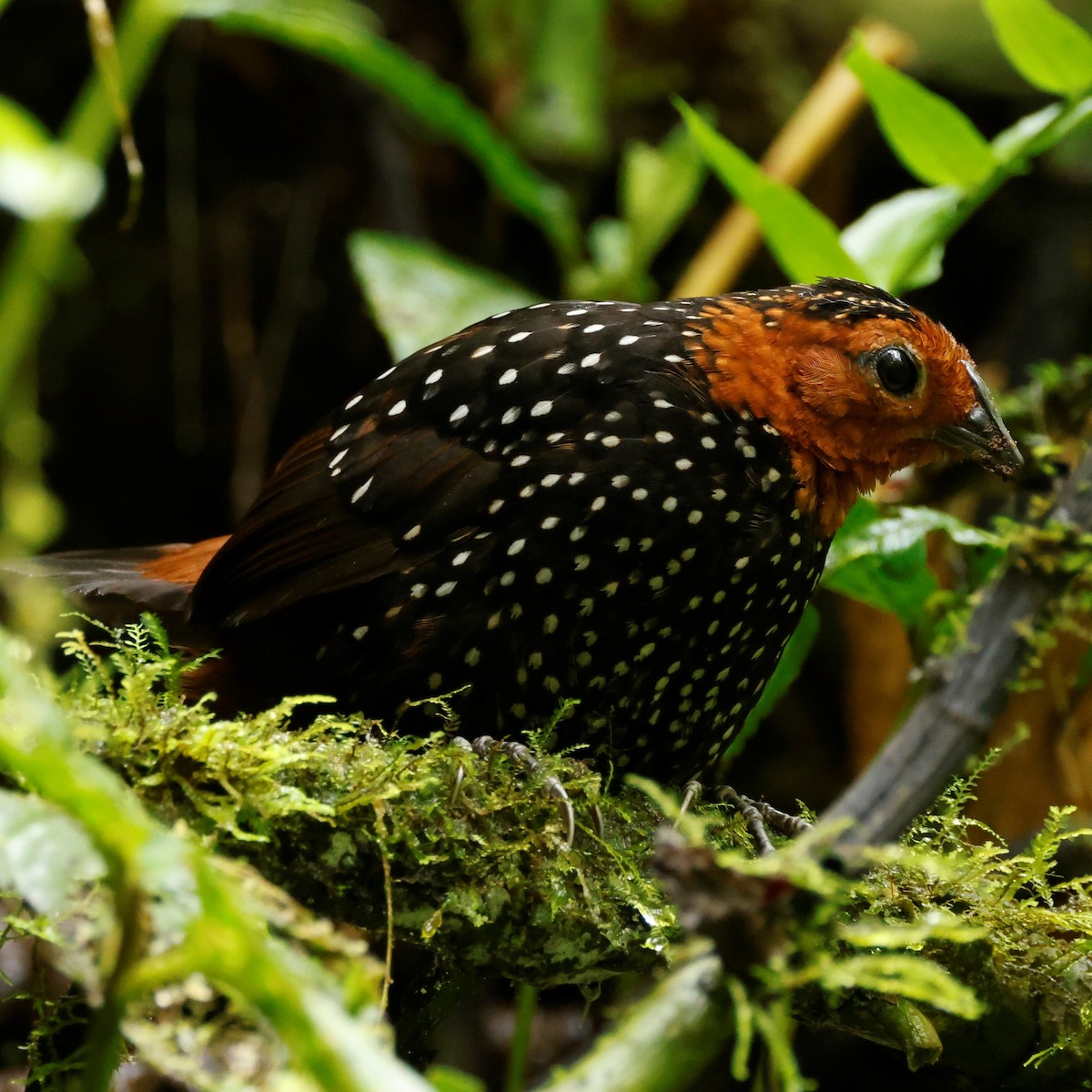 Ocellated Tapaculo - ML517992681