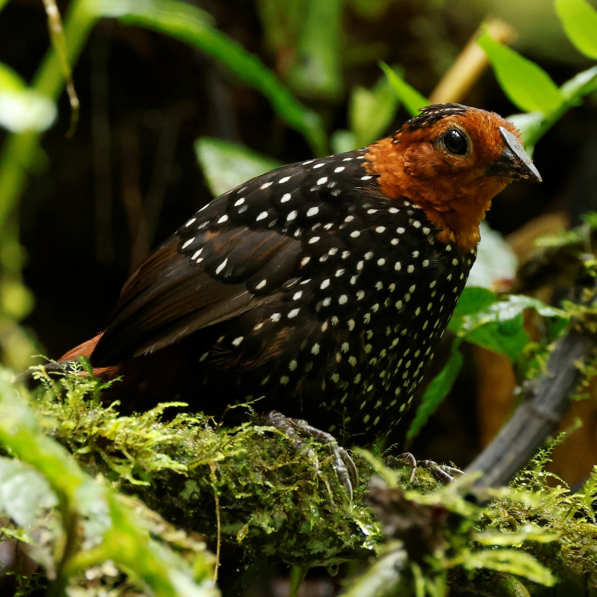 Ocellated Tapaculo - ML517992691