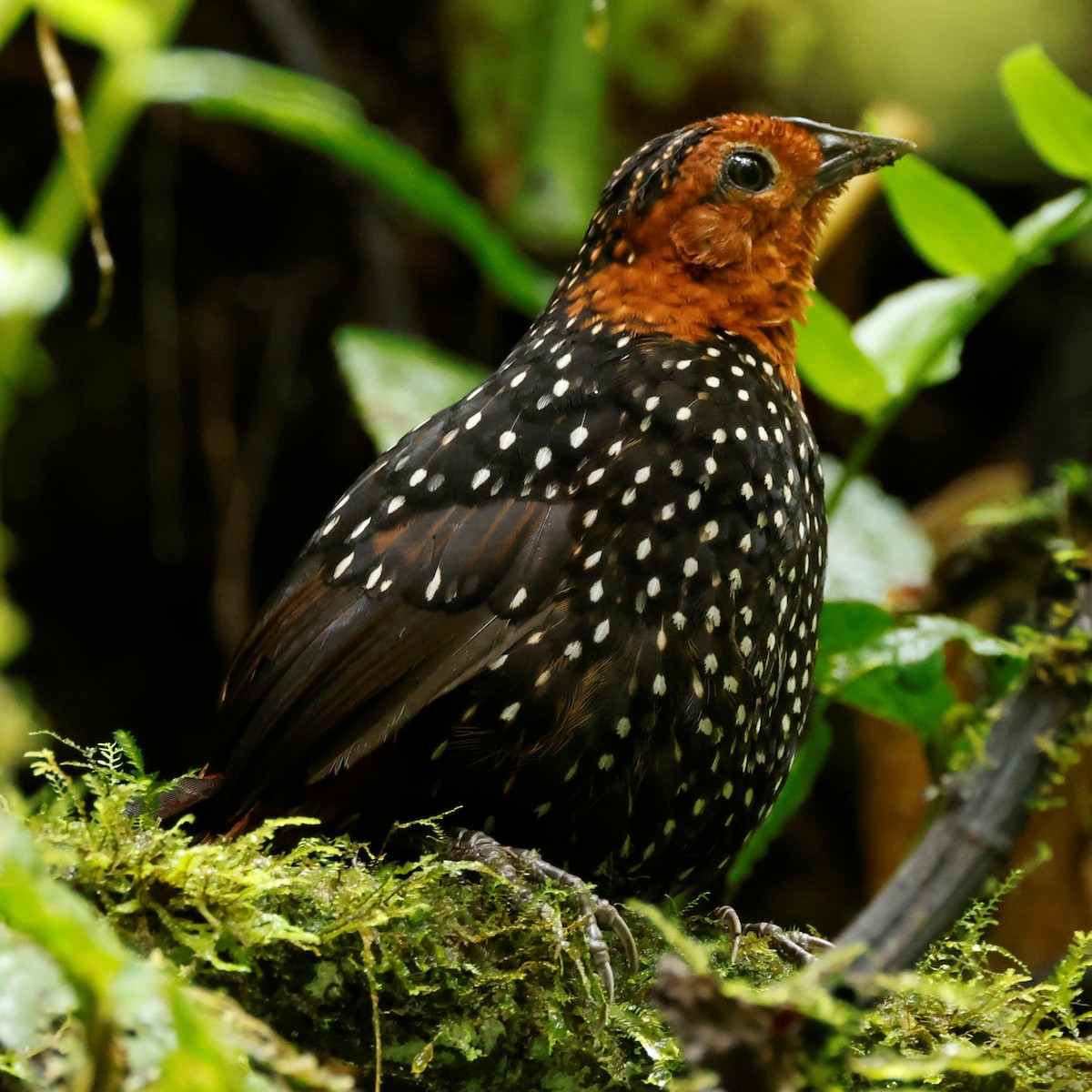 Ocellated Tapaculo - ML517992701
