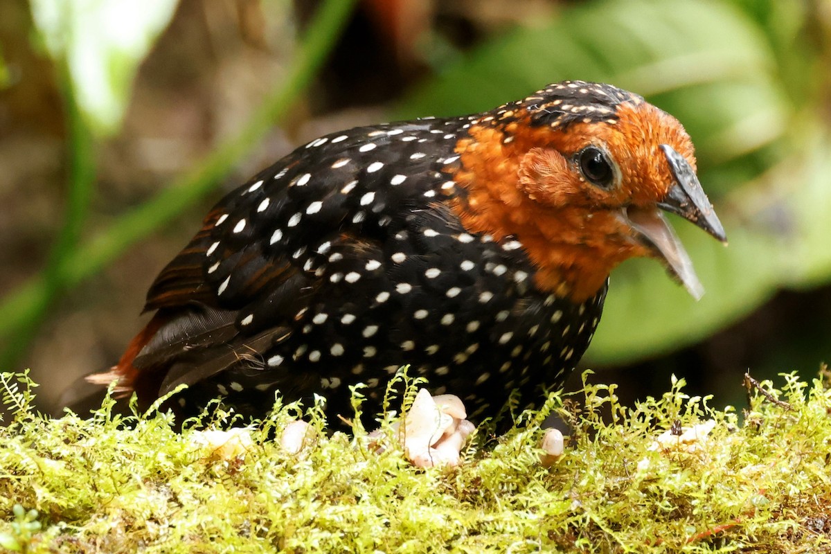 Perlmanteltapaculo - ML517992711