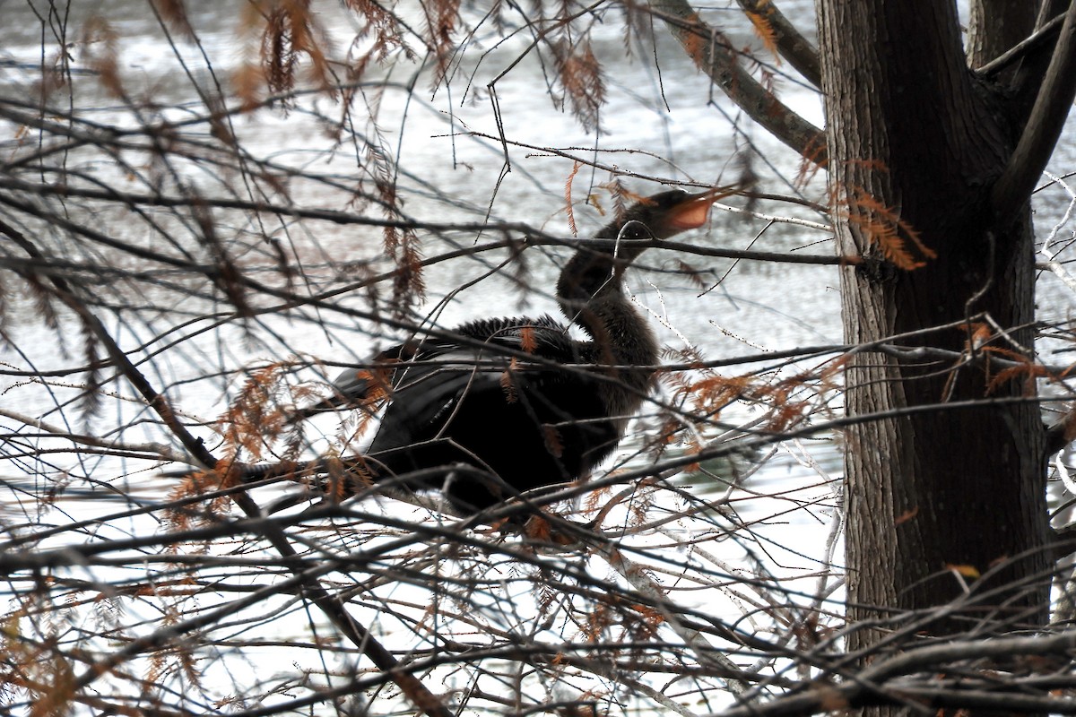 anhinga americká - ML517993051