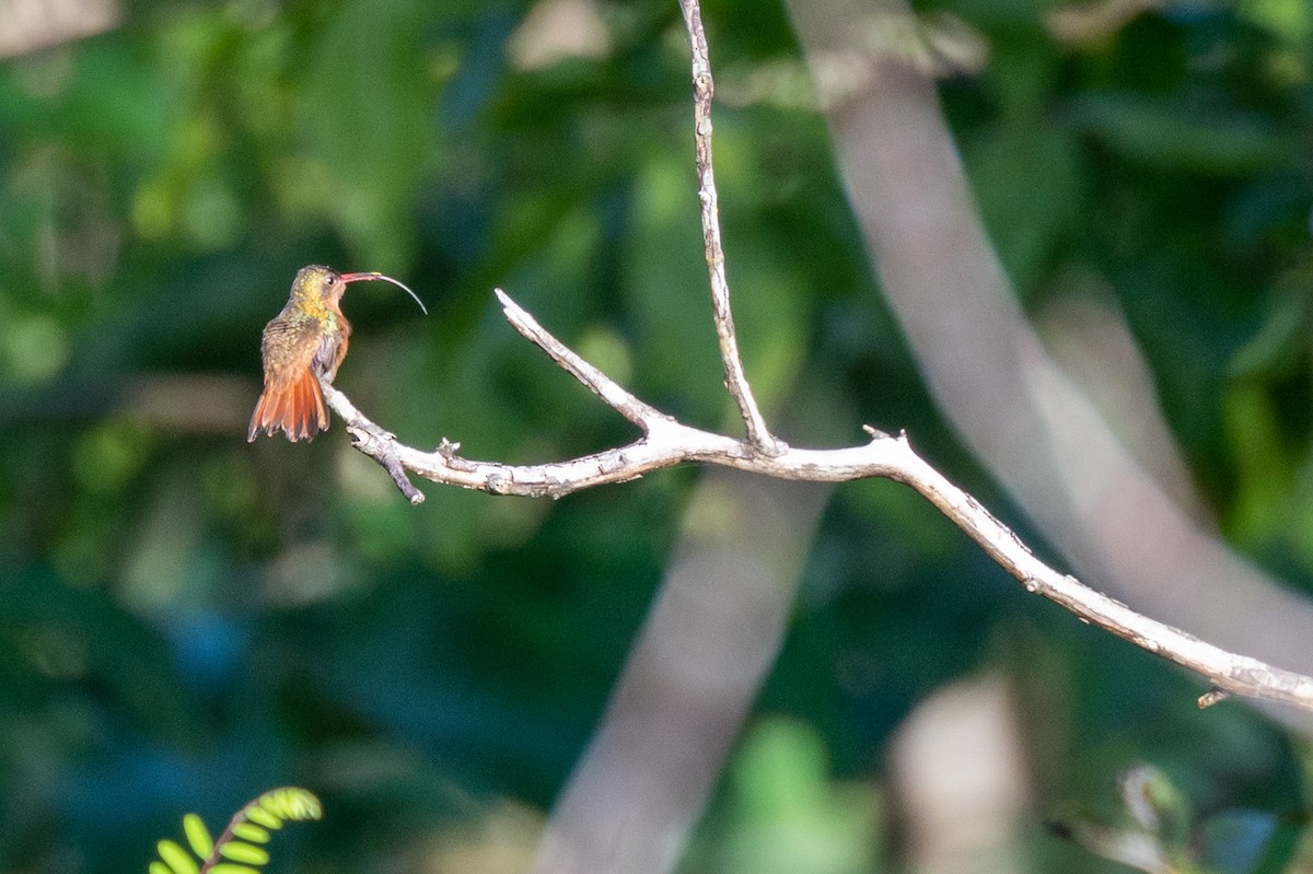 Cinnamon Hummingbird - ML517993541