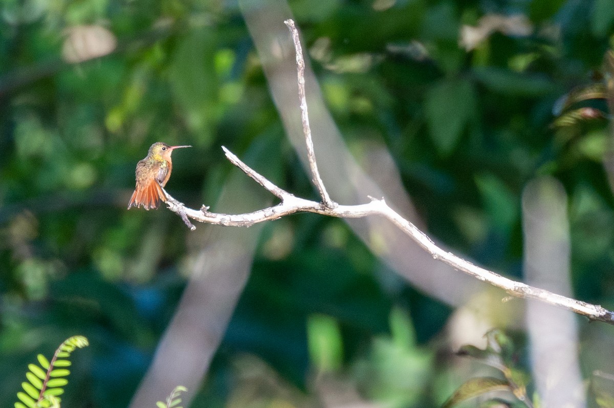 Cinnamon Hummingbird - ML517993551