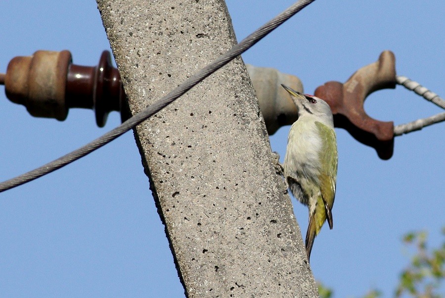 Gray-headed Woodpecker - Andrzej Kośmicki