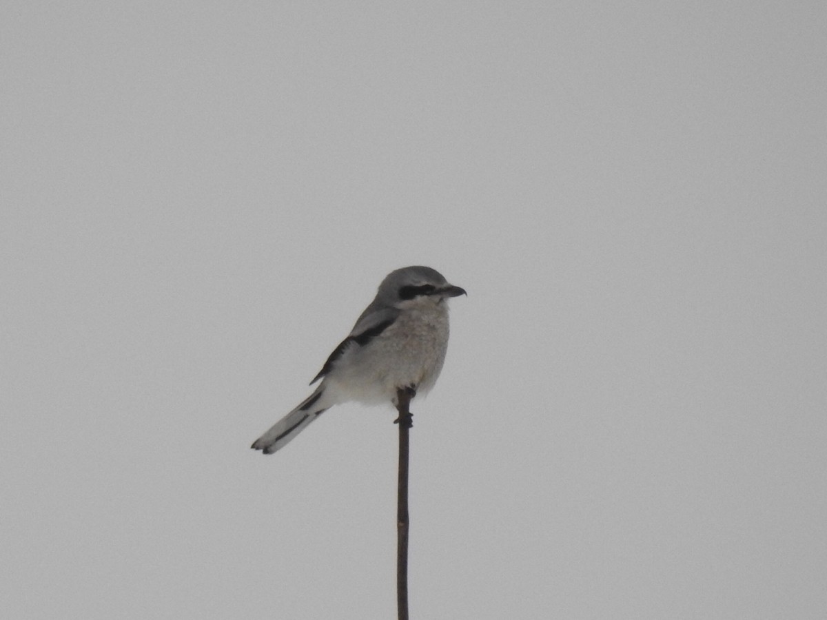 Northern Shrike - Peter Baker