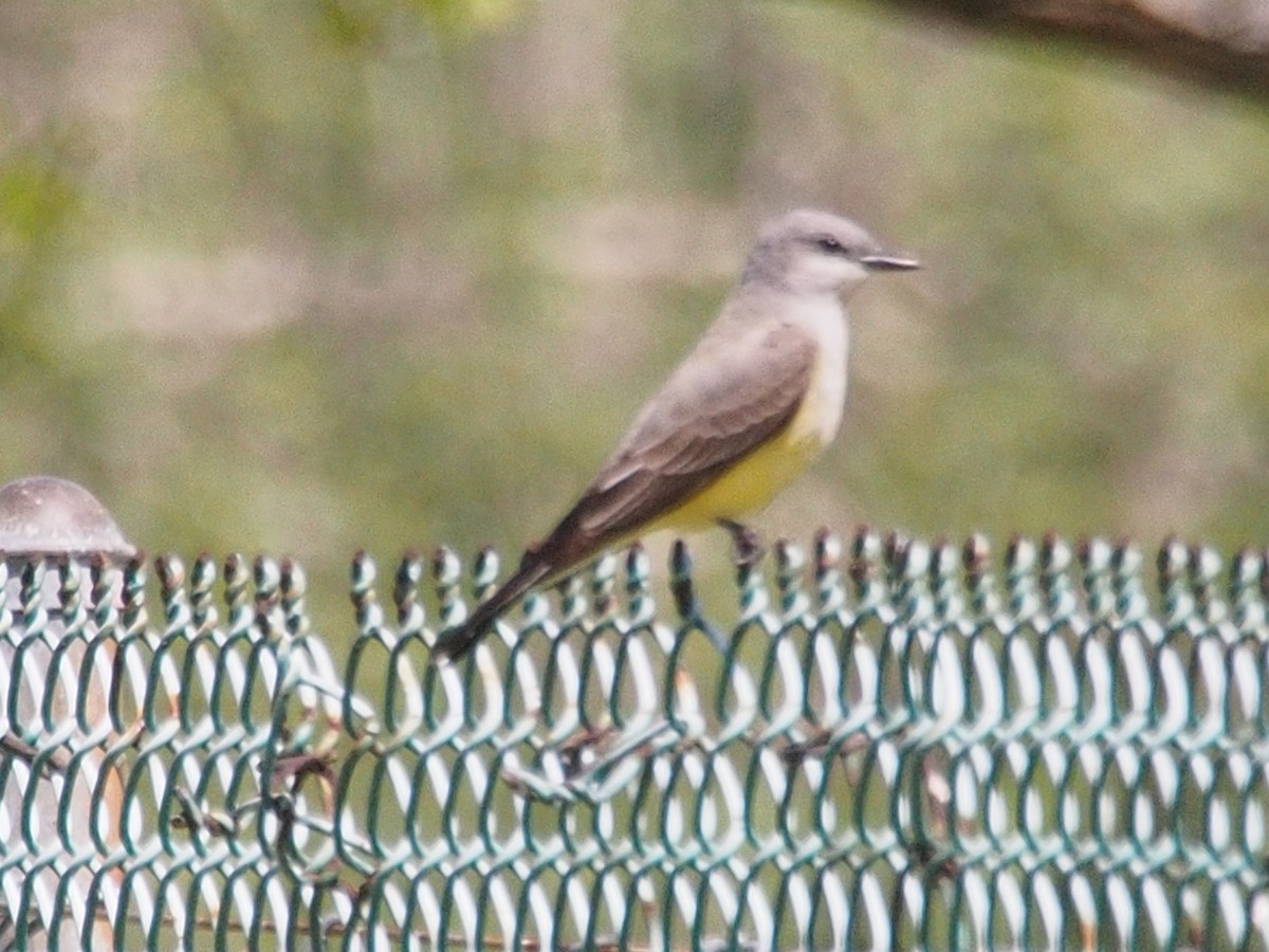 Western Kingbird - ML51799631