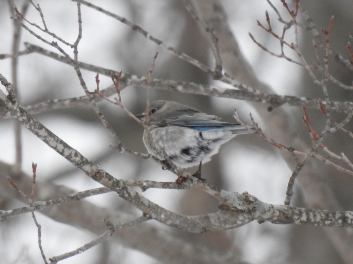 Mountain Bluebird - Peter Baker