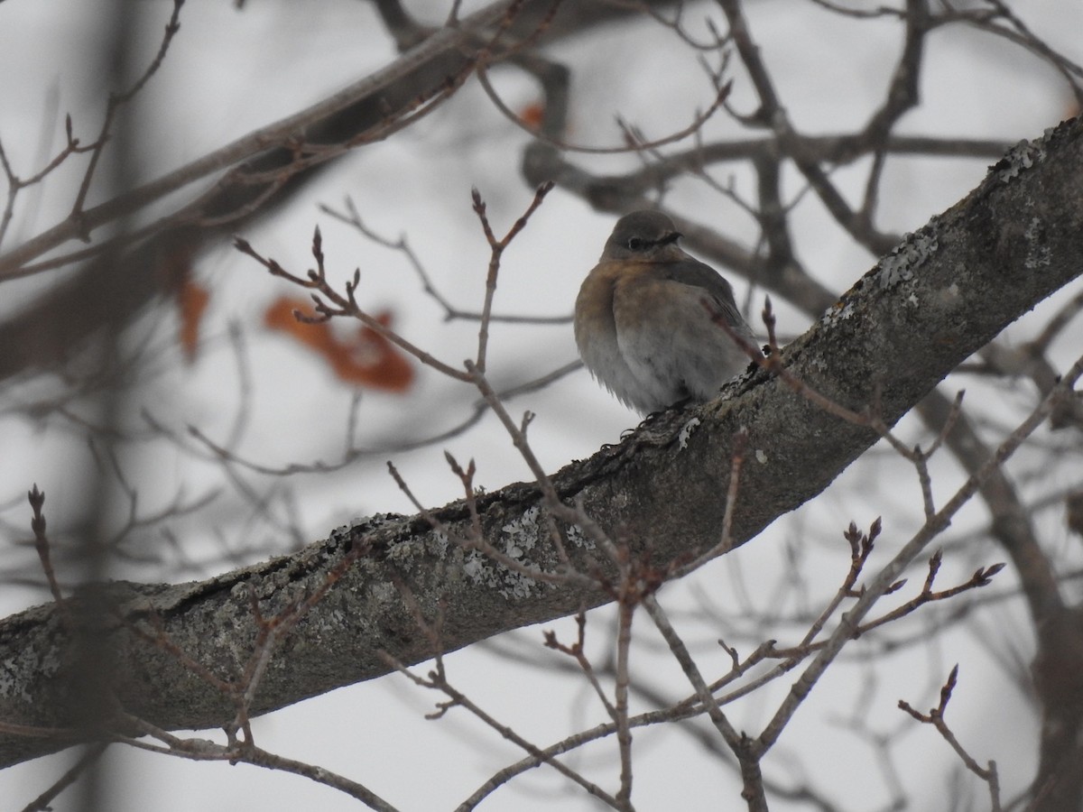 Mountain Bluebird - ML517996381