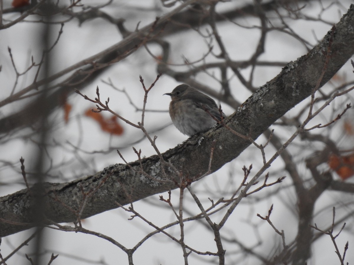 Mountain Bluebird - ML517996391