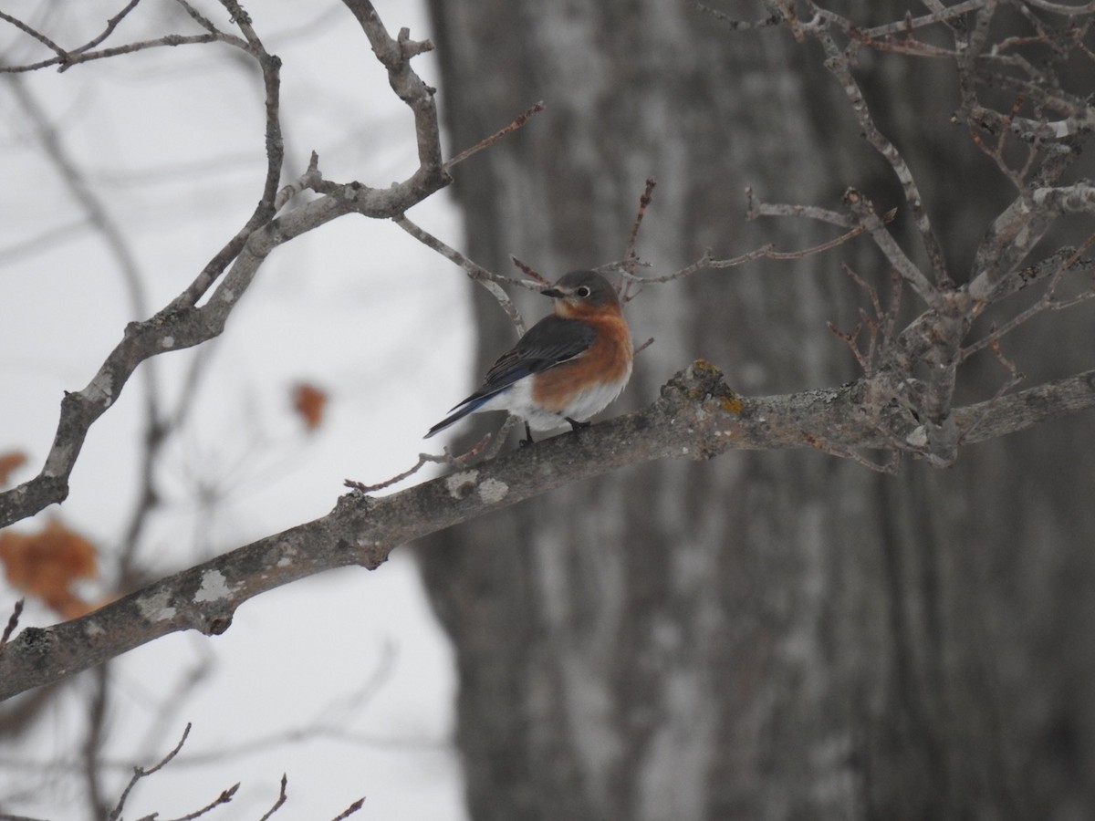 Eastern Bluebird - ML517996471