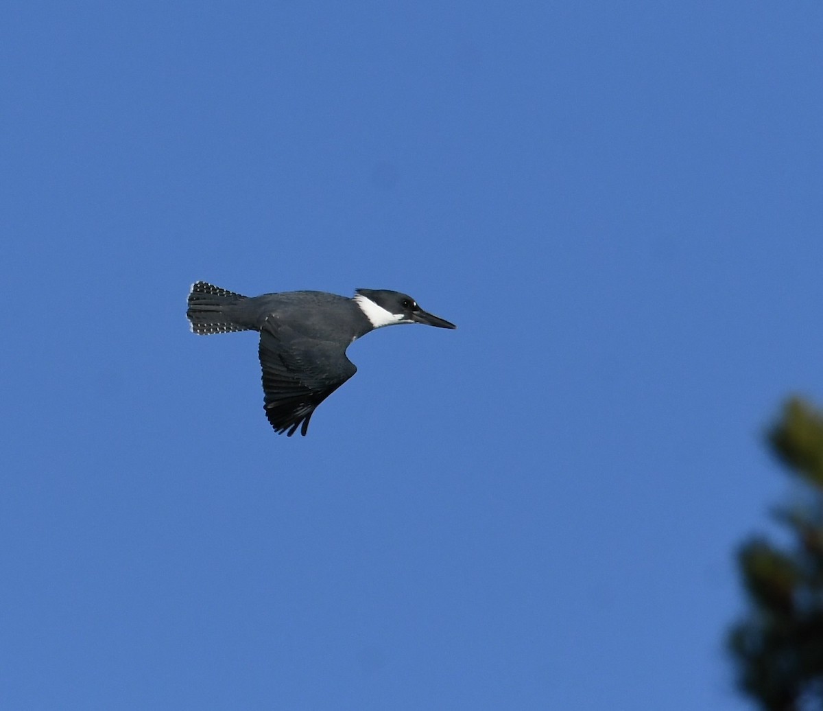 Belted Kingfisher - Paul Nielson