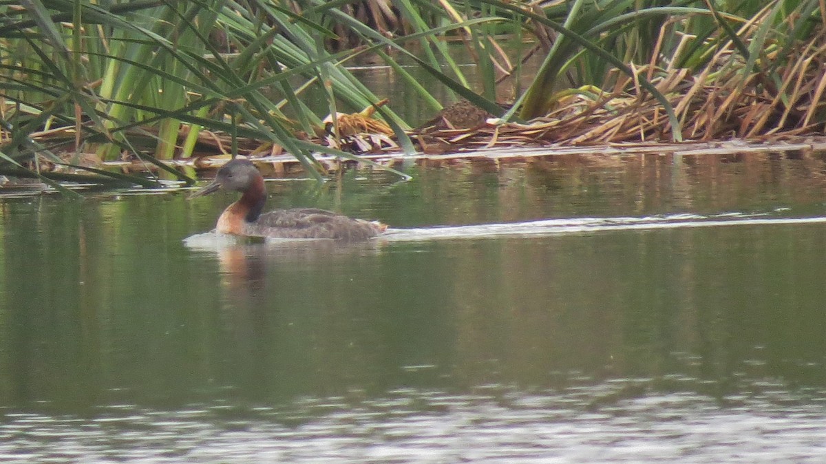 Great Grebe - ML517997941