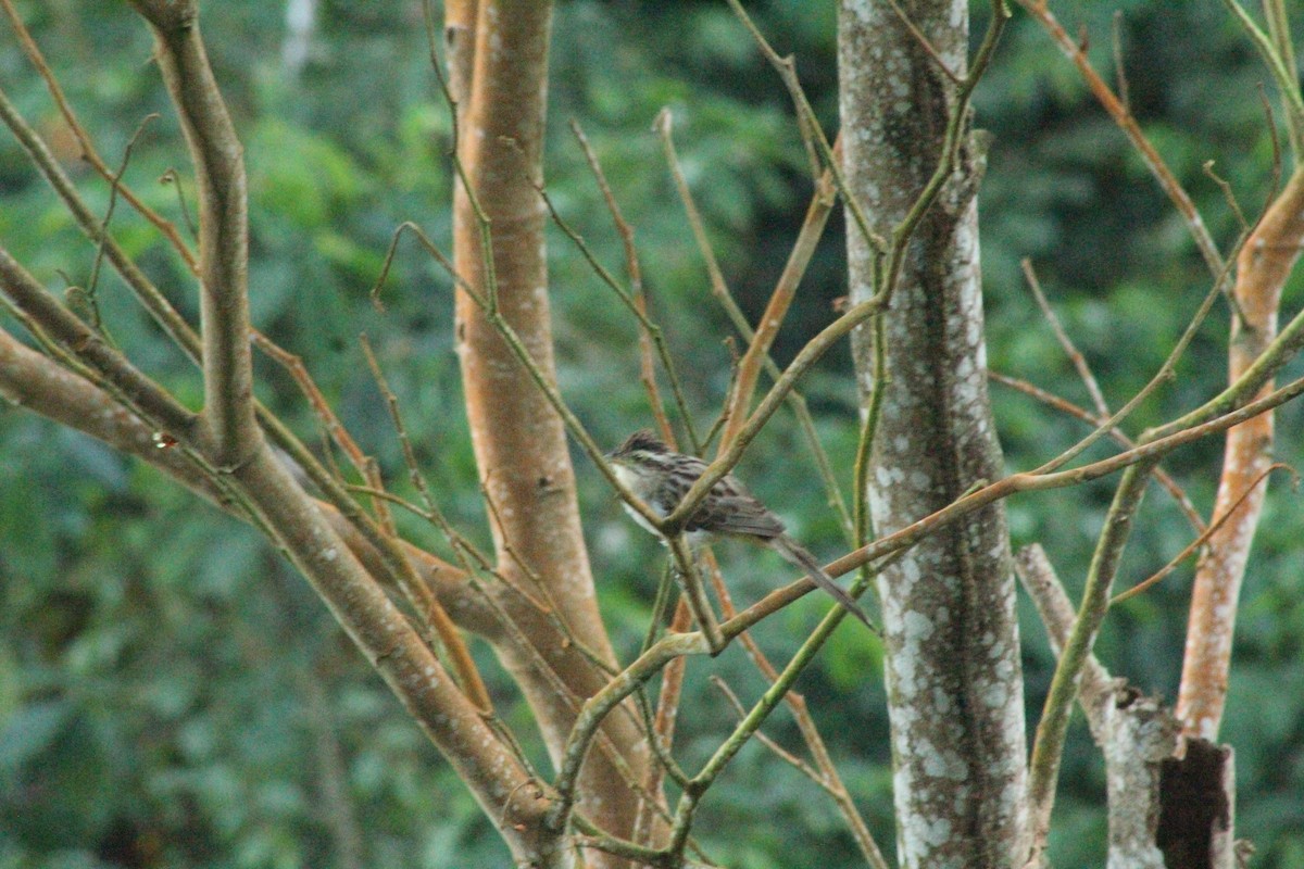 Striped Cuckoo - ML517997971