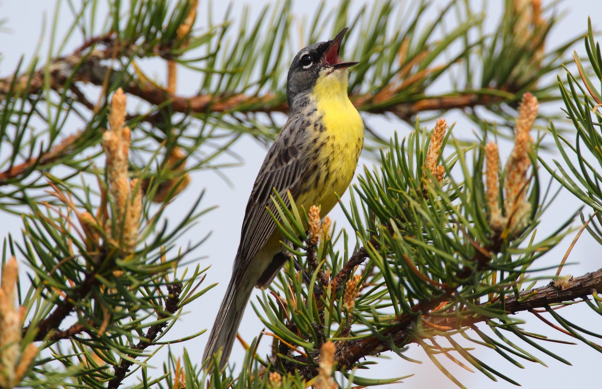 Kirtland's Warbler - ML51799821