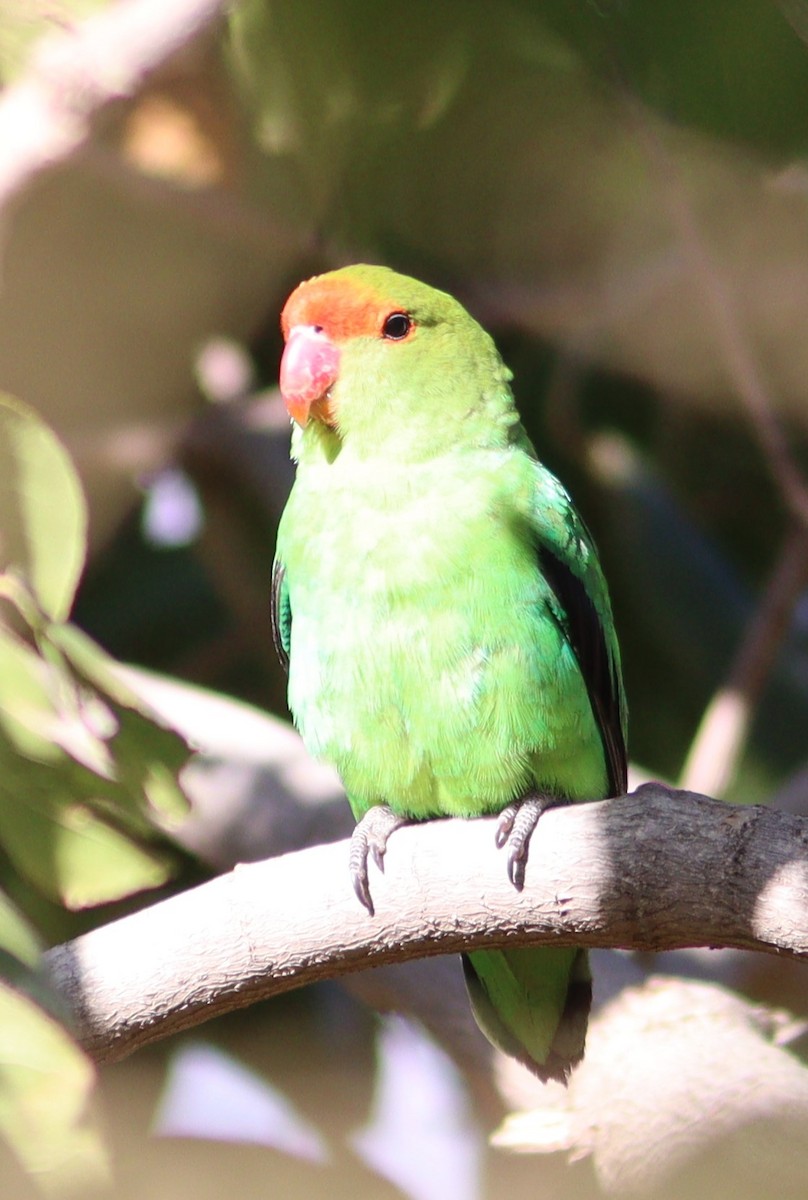 Black-winged Lovebird - ML517998771