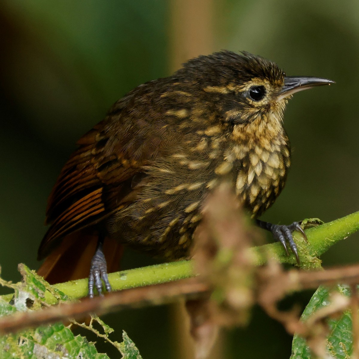 Rusty-winged Barbtail - ML517999231