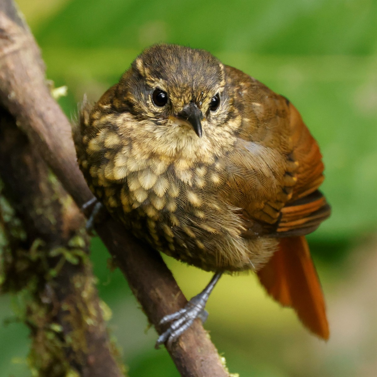 Rusty-winged Barbtail - ML517999251