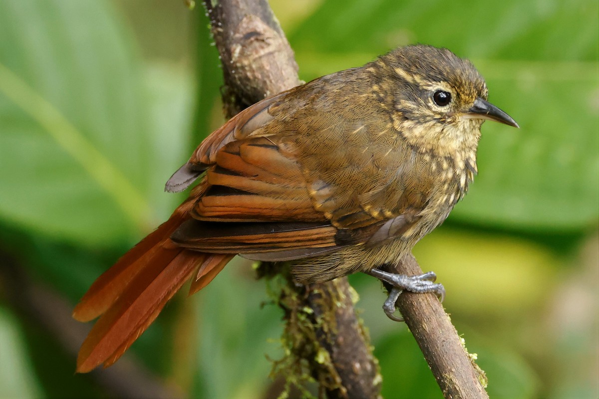 Rusty-winged Barbtail - ML517999261