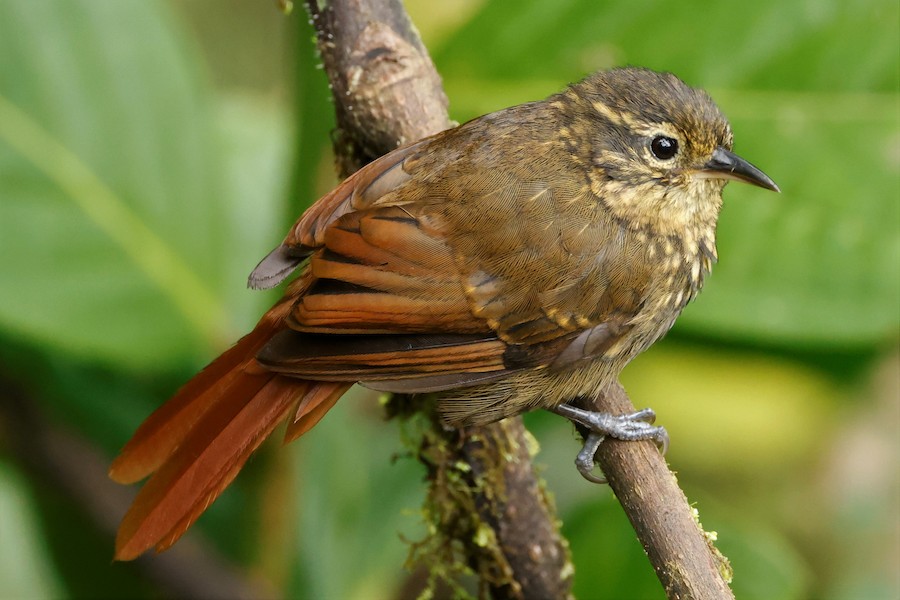 Rusty-winged Barbtail - eBird