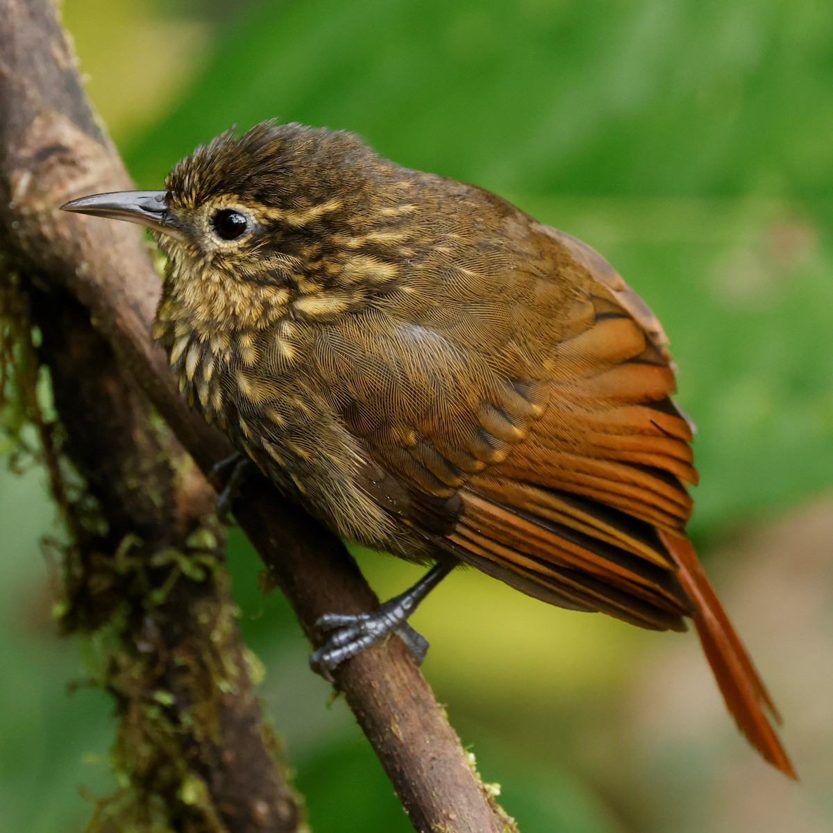 Rusty-winged Barbtail - ML517999281